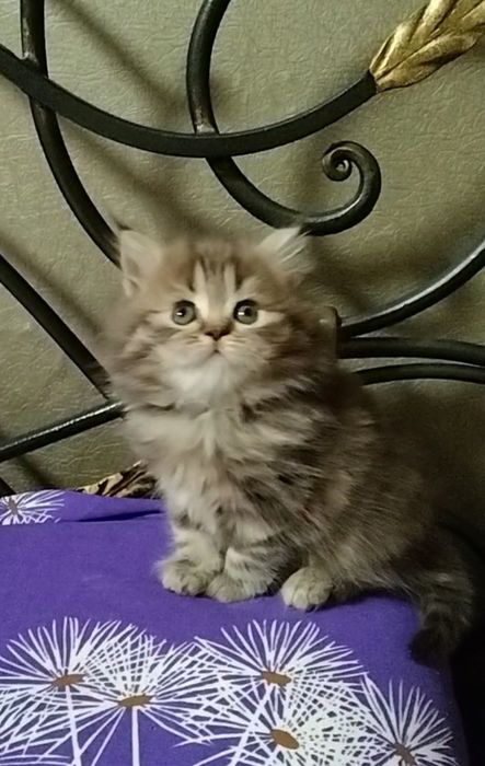 Прямоухая девочка