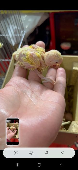 Nerazlushka polaponlari