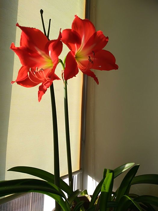 саженцы орехов, Хоста (Функия), папоротники, ландыши, Ирисы, пионы