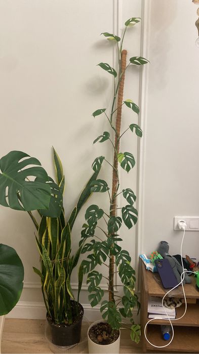 Монстера Рафидофора тетрасперма вариегатная