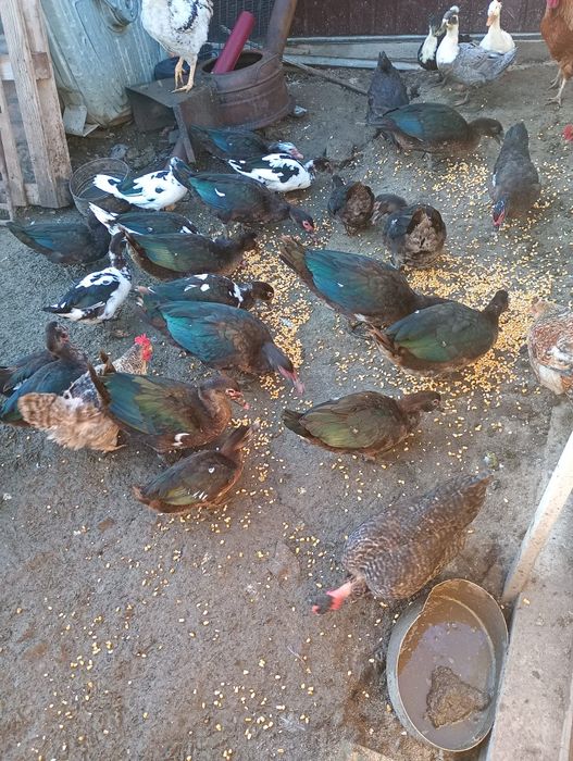 Rațe leșești tinere din luna mai