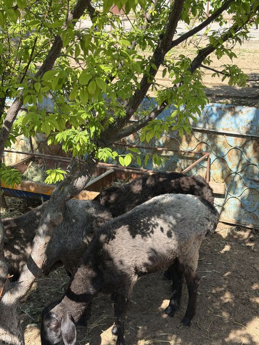 Қошқарлар срочно сатылады