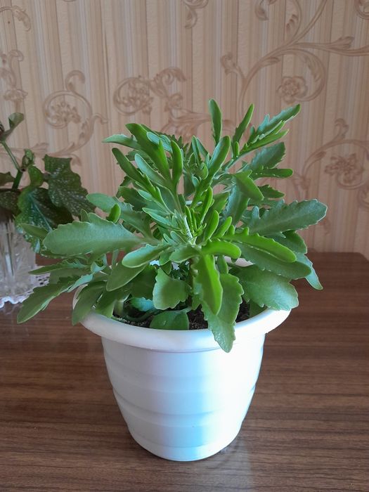 Поатицериум продам