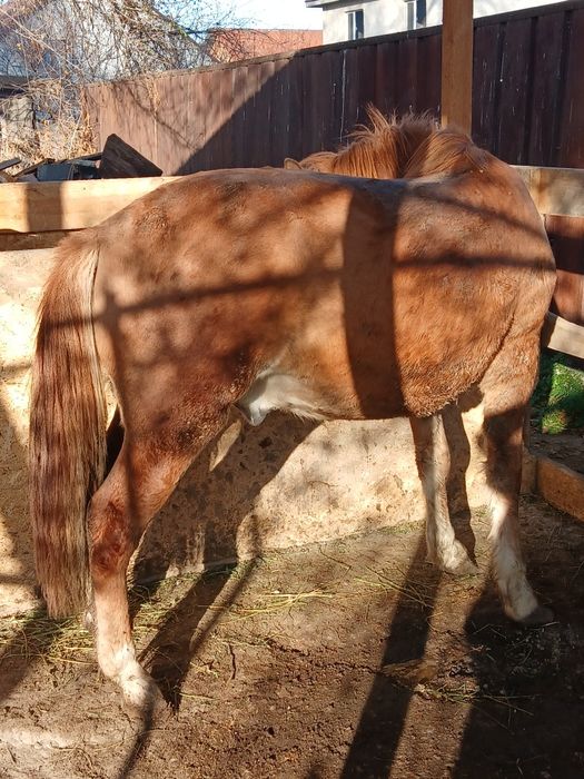 Продам коня 2,5 года