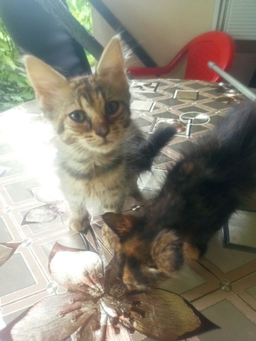 Dau spre adopție 2 pui de pisică  pufoși