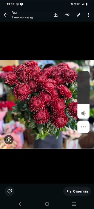 Сажанцы хризантемы