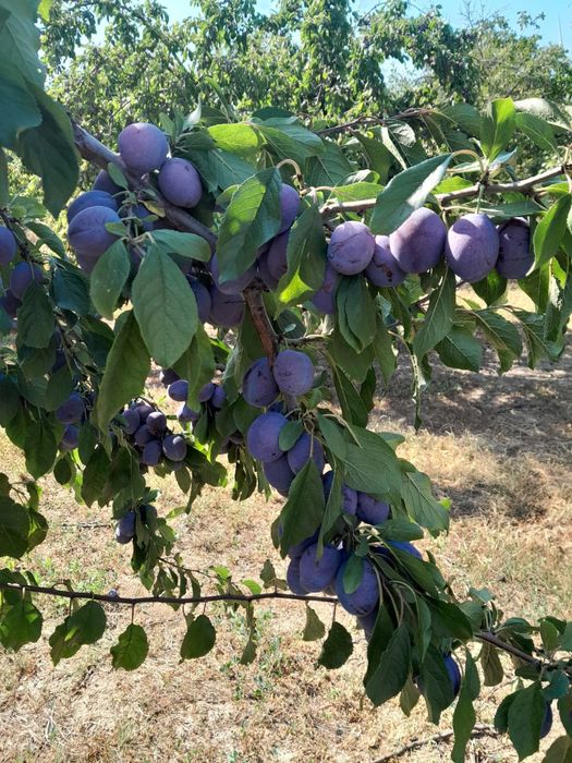Vand prune de tuica