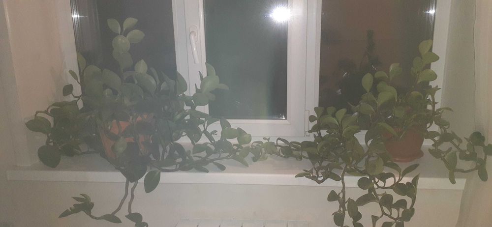 продам комнатное растение