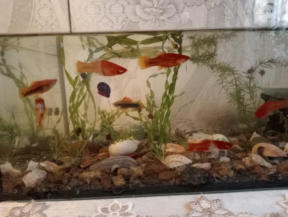 Продам аквариум с рыбками.