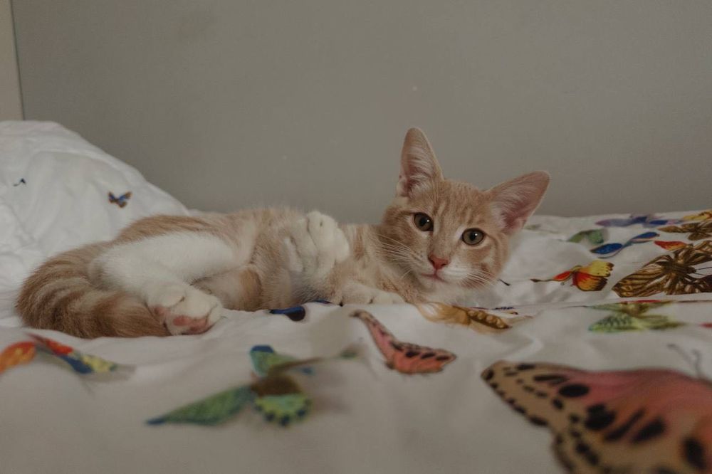Игривый котенок 4 месяца