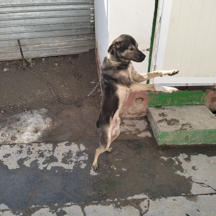 ит сатылады 1 жасар еркек