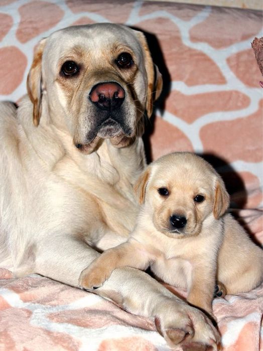 ЩенКи-ЛабрадорятА!