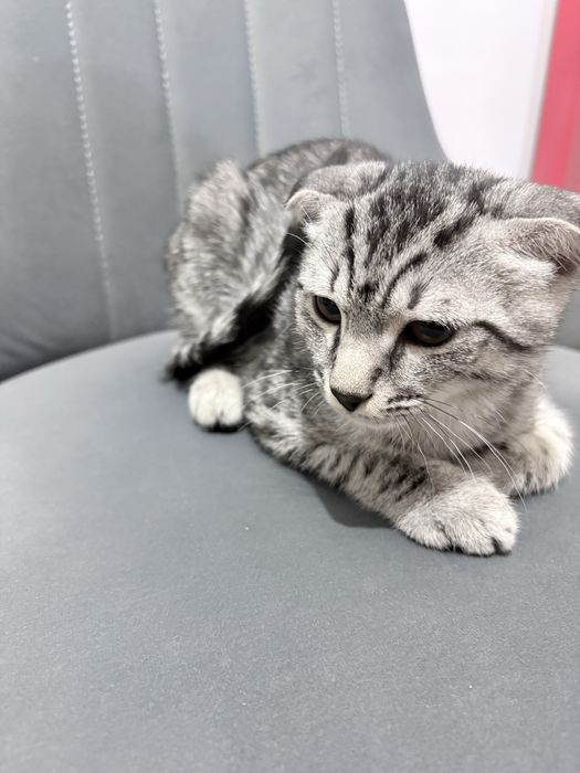 Вислоухий котейка