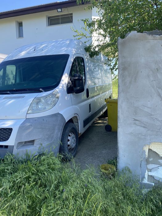Vand duba cu acte in regula