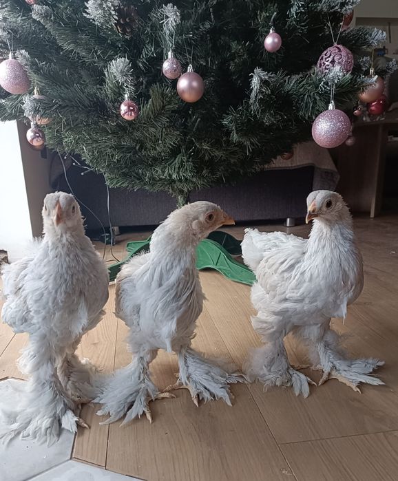 Disponibil Brahma Isabel