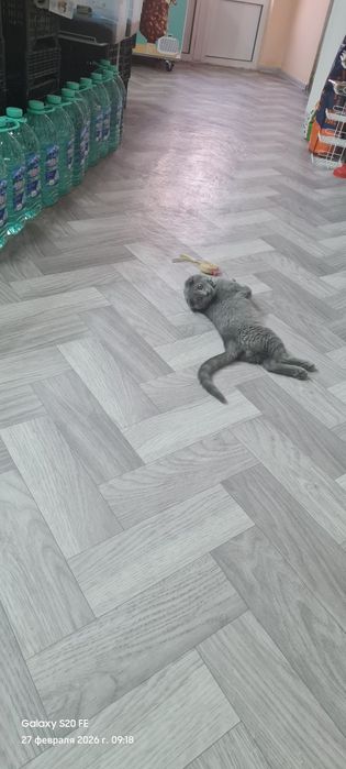 Жуда хам аклли угил мушукча сотилади