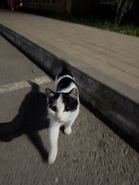 Котёнок в хорошие руки