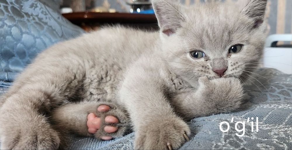 Милые котята ищут любящий дом