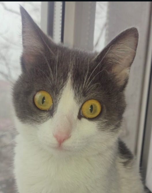 Очаровательная девочка 5 месяцев  стерилизованная