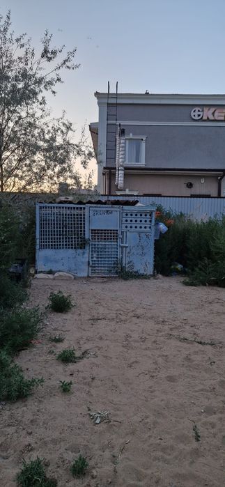 Голубятник / бакинские голуби