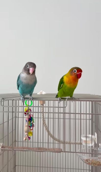 Попугай неразлучники