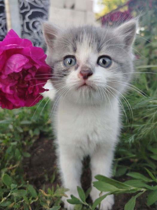 Отдадим котёнка в добрые руки