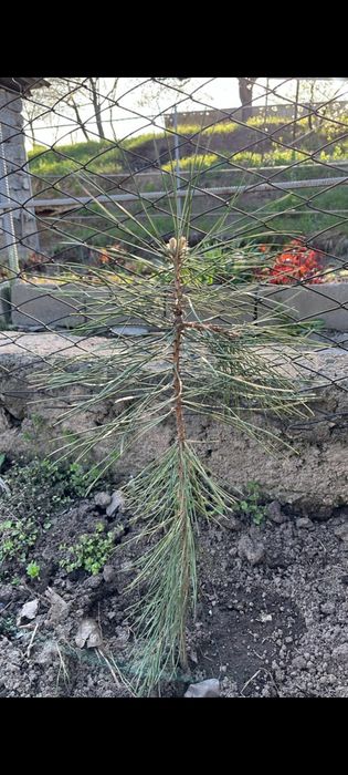 Продам  сосны. От 30 до 70 см