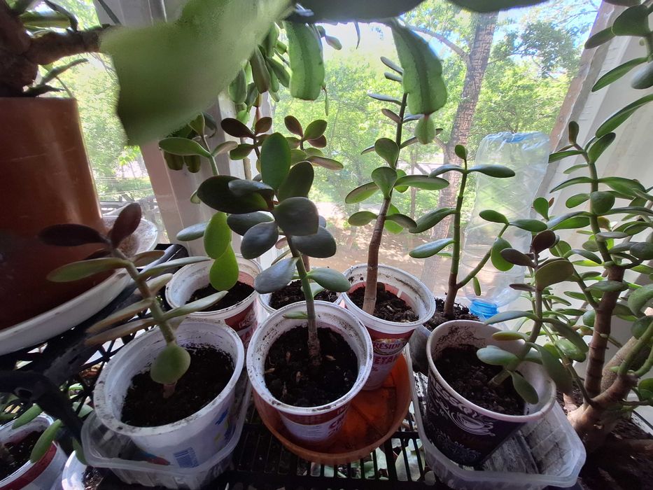 Денежное дерево Майкудук