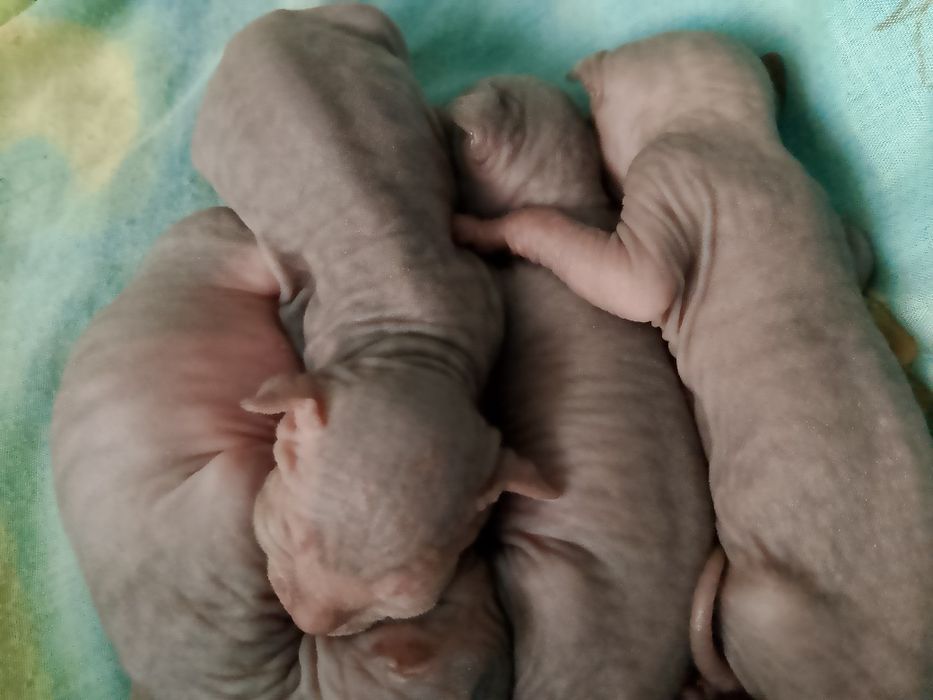 Открыта Бронь на Котят сфинкс