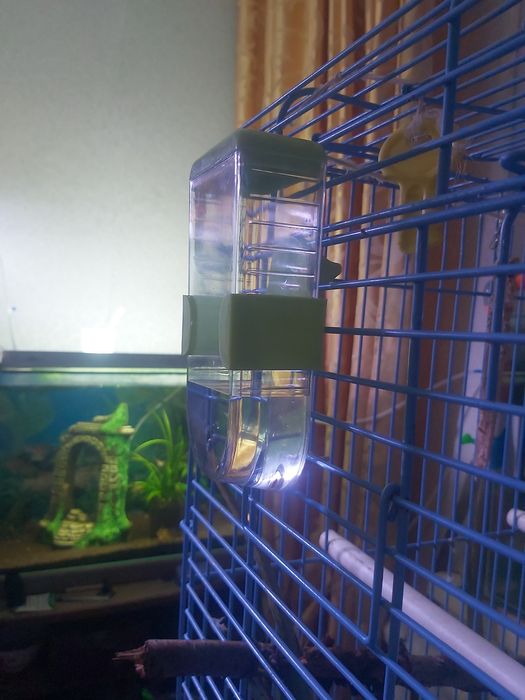 Продам попугая Александрийского