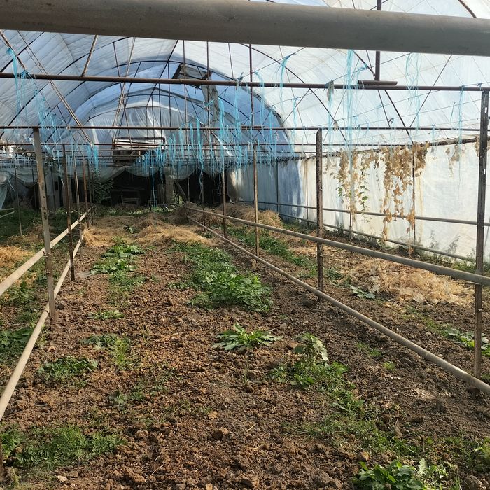 Parnik sotiladi 3,5 sotix