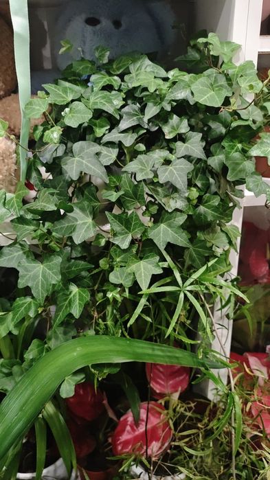 Продам комнатные цветы