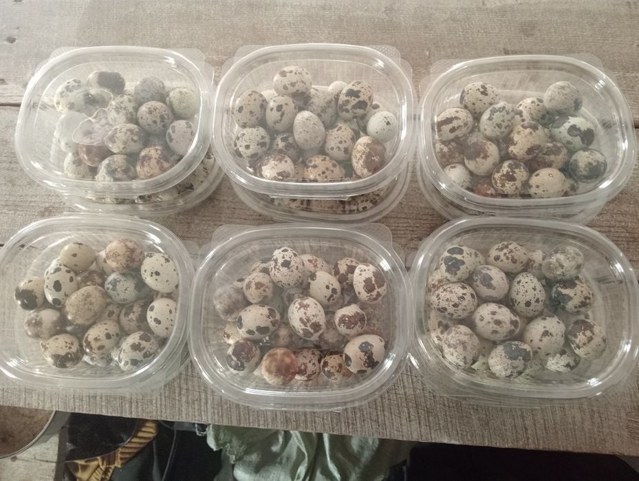 Бөдене жұмыртқасы сатылады