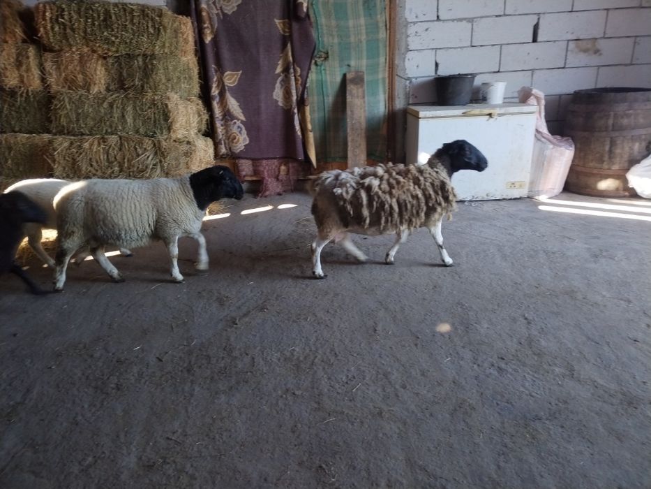 Berbec dorper și oaie!!