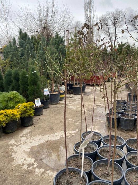 Роза штамбовая в ассортименте