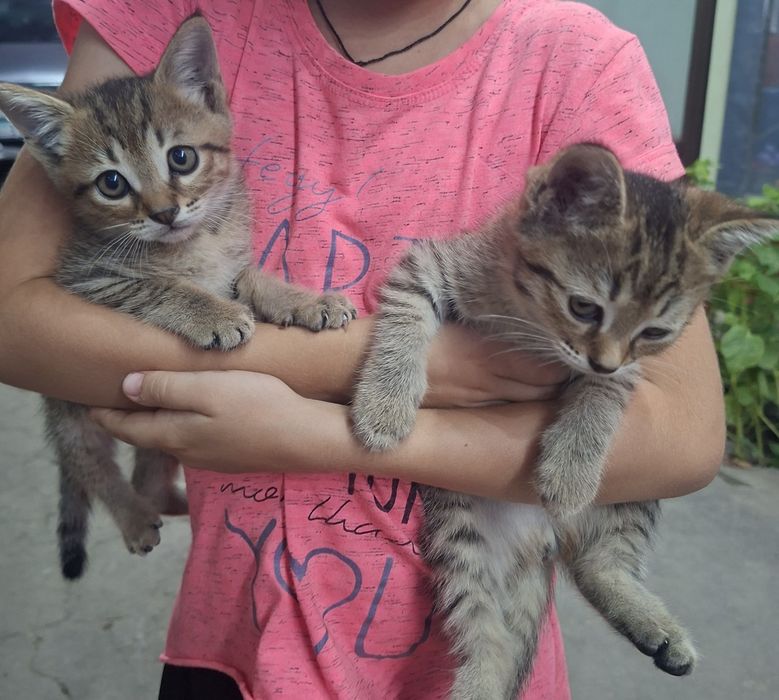Котята в добрые руки