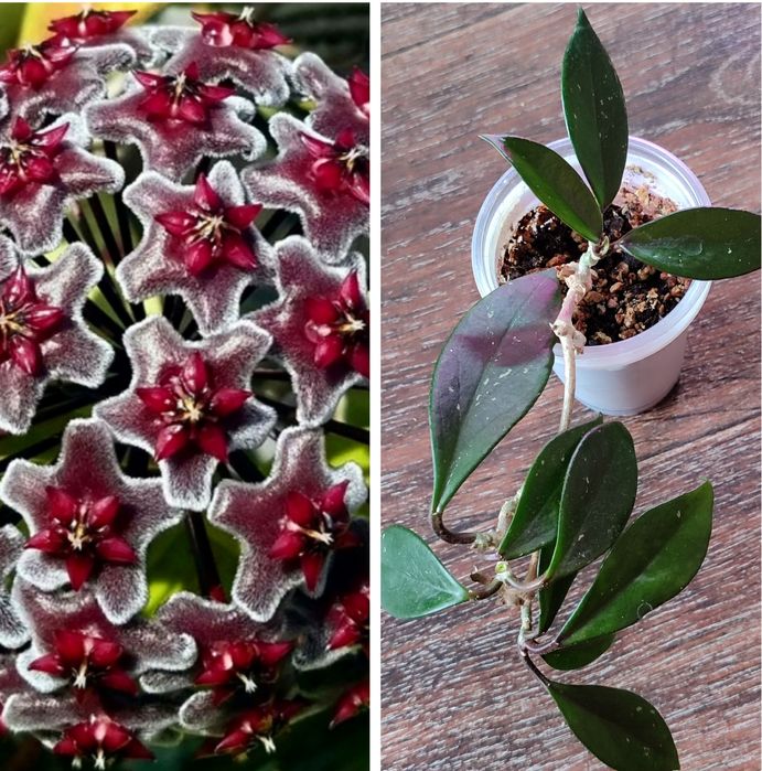 Хойя разные сорта