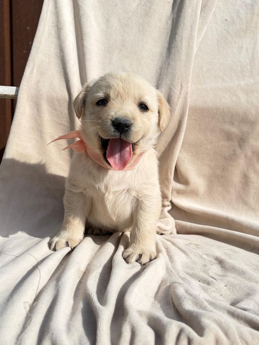 Щенки лабрадор золотистый ретривер