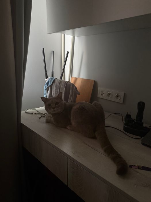 Продам британского кота