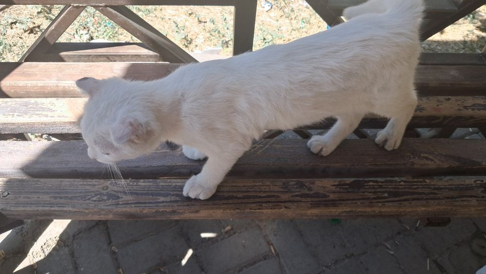 Породистый котик. В очень добрые ручки