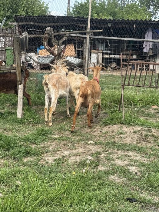 Capre bune  de lapte la a treia fatare