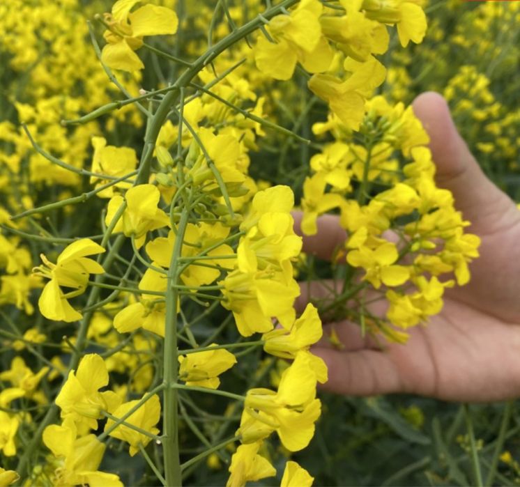 Vând miere Rapiță,Polifloră si Salcâm‼️
