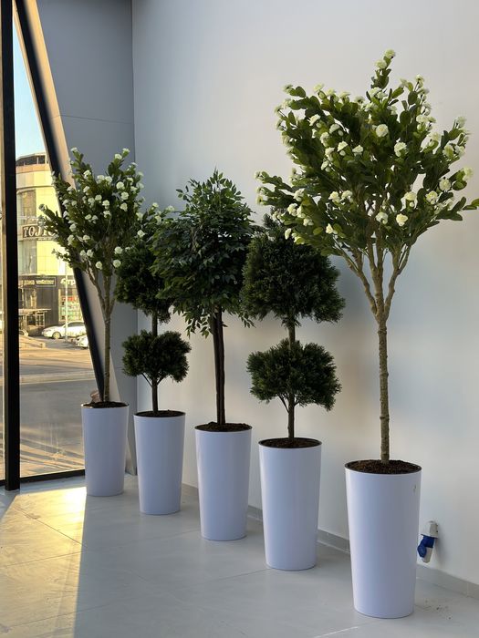 Растения по акции для офиса в горшках