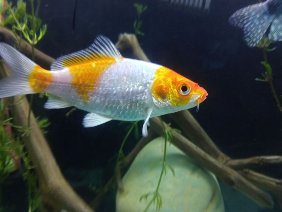 Akvaryum baliq /gurami / oltin baliq