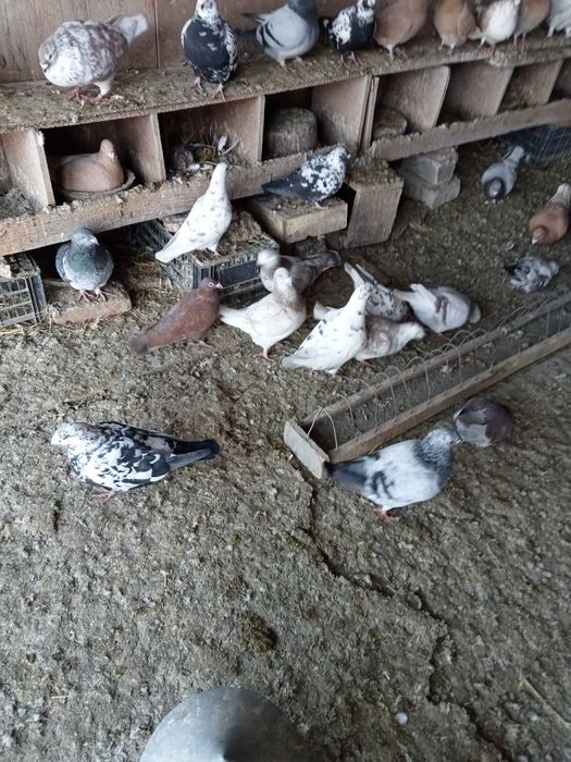 Vând porumbei de frumusete