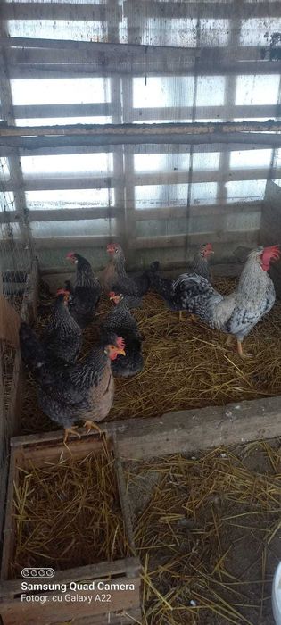 Găini de rasă de vânzare  creme legbar, austrolorp pe albastru,brekal