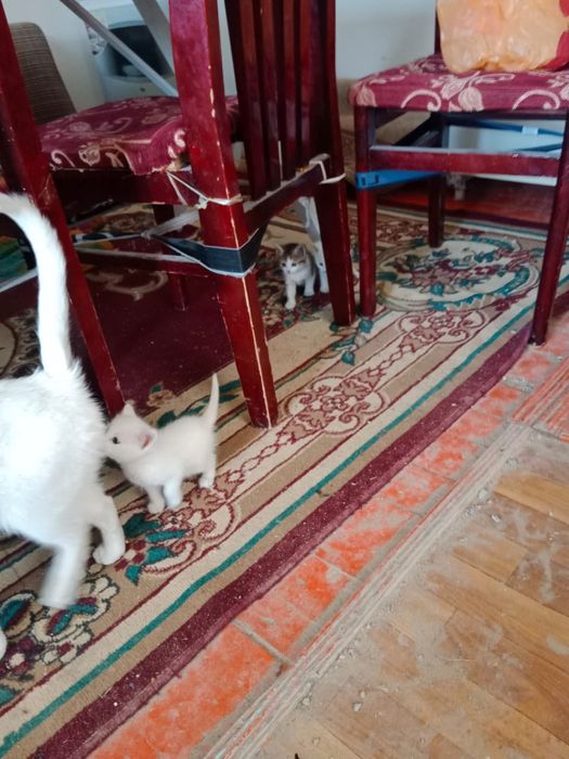 Мысық тегін берем маргау