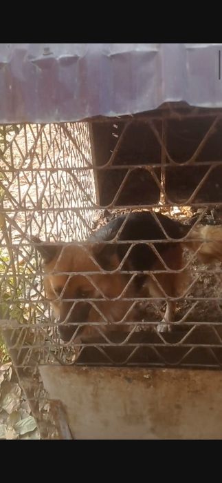 Nemis apcharkasi bosni bolasi