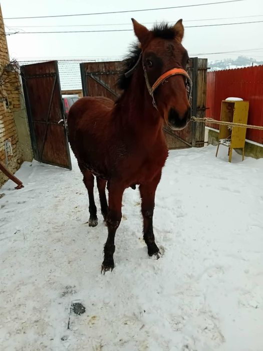 Vand mânz de 7 luni