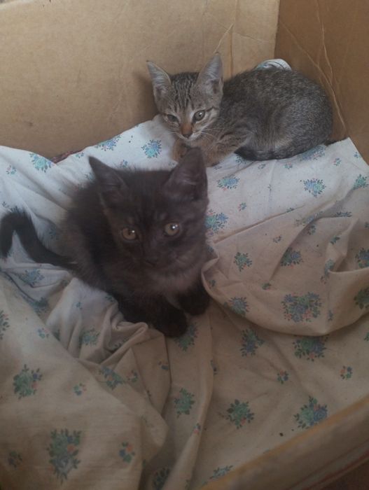 Отдам котят в хорошие руки
